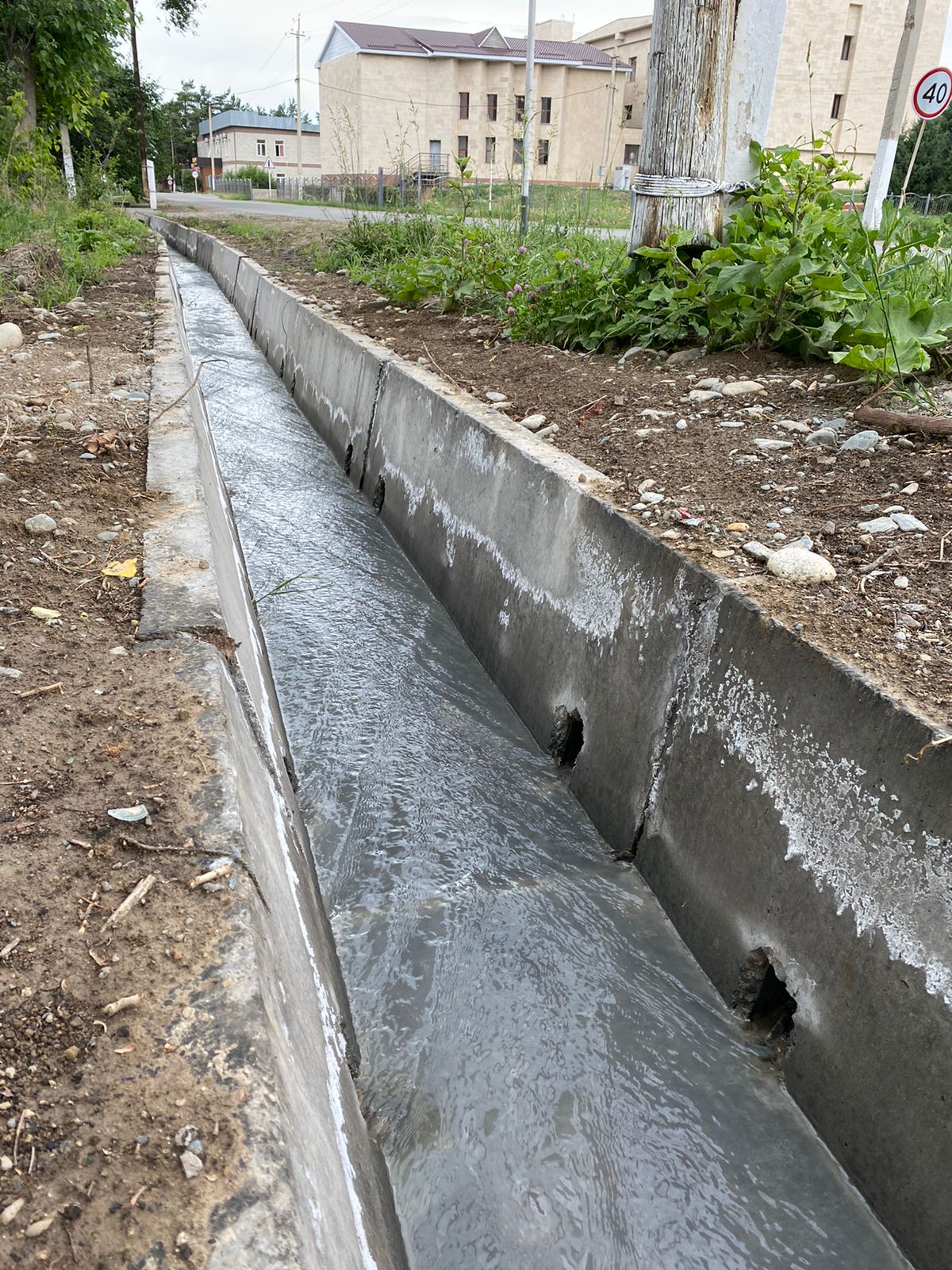 Тығыз жоптағы үлкен мүшесінің фотосы