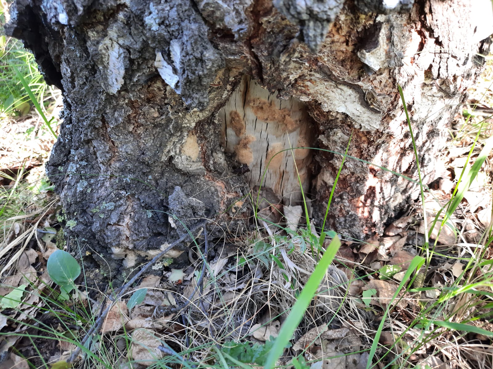 Барлық Nessa Devil порно видеоларын онлайн көріңіз