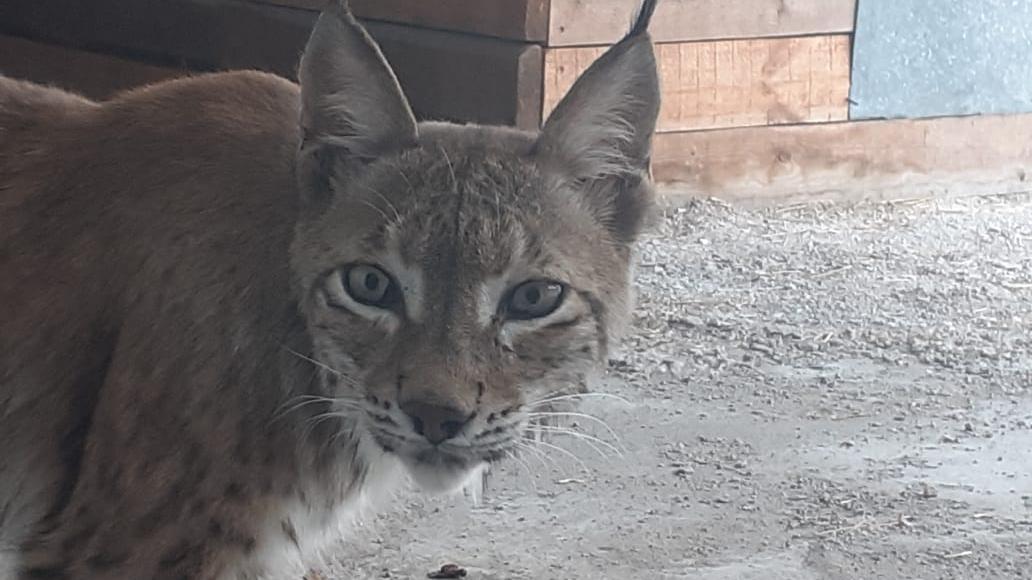 Жасөспірімдер порнографиялық мас болды Twilight Sparkle және Flash секс ойыны