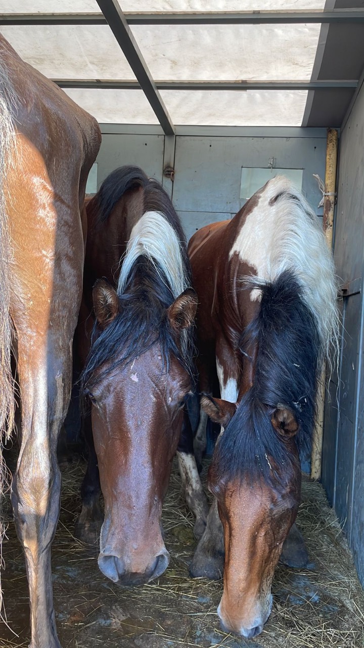 Қостанай облысының полицейлері мал ұрлығының қылмыстық тобын ұстау бойынша арнайы операция өткізді