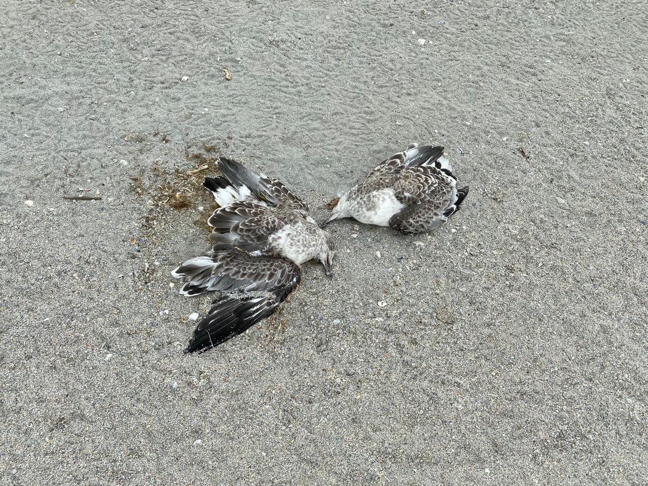 Причины гибели птиц выясняются