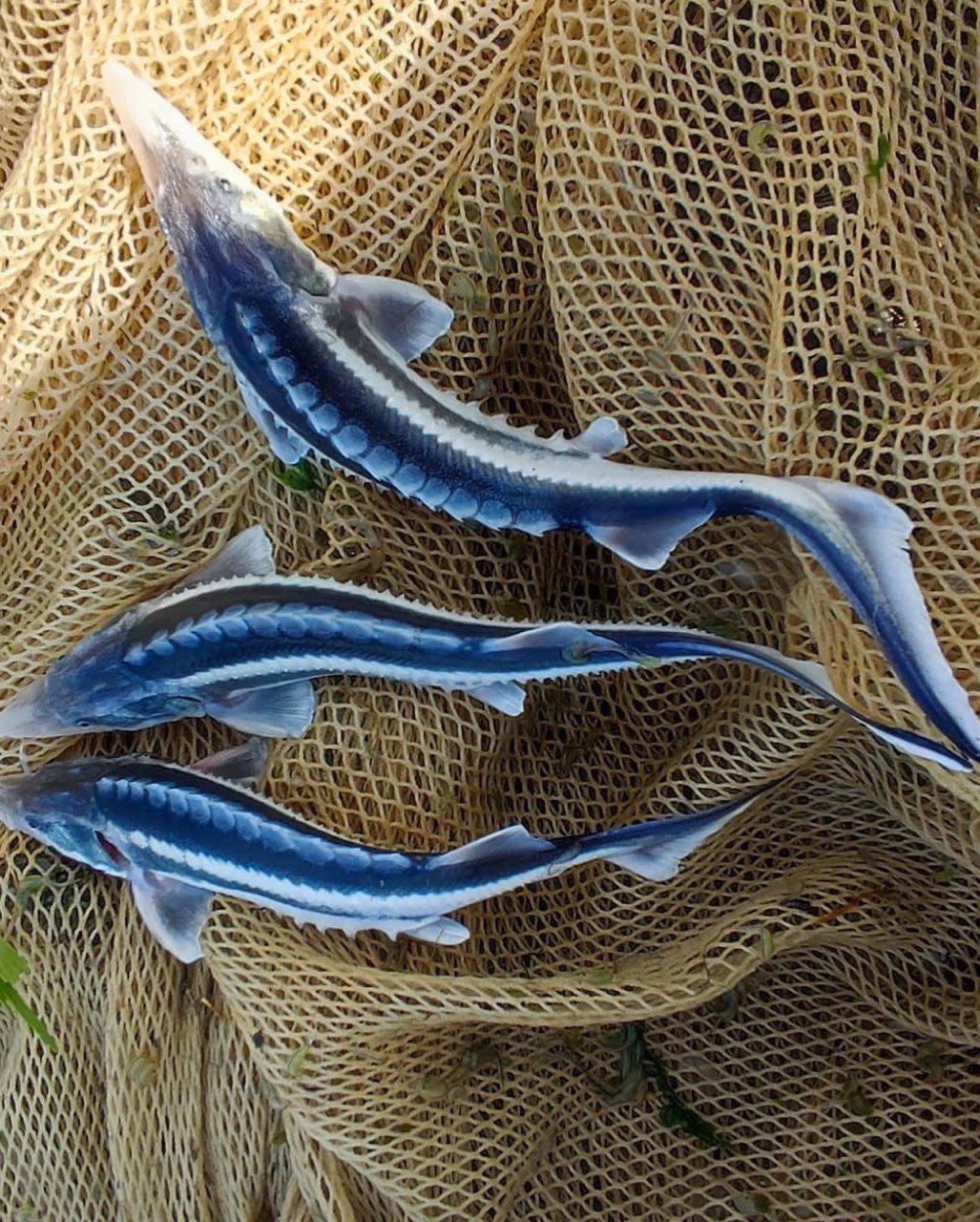 В рамках госзаказа в реку Жайык выпущено 3,5 млн. штук молоди осетровых видов рыб