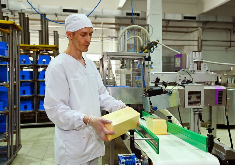 В СКО заработал молочный завод по выпуску сыров