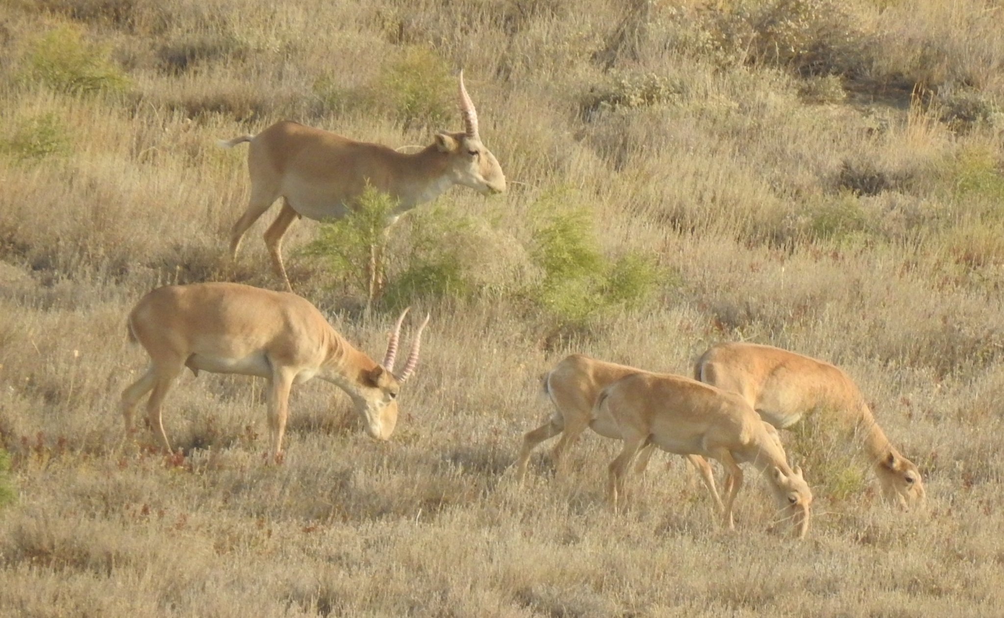 Сайгак – ресурс или вредитель?