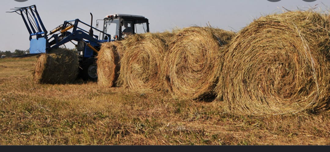 ЖЕМШӨП ДАЙЫНДАУ ҚАРҚЫНДЫ ЖҮРГІЗІЛУДЕ