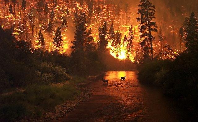 Предупреждение  степных и лесных пожаров