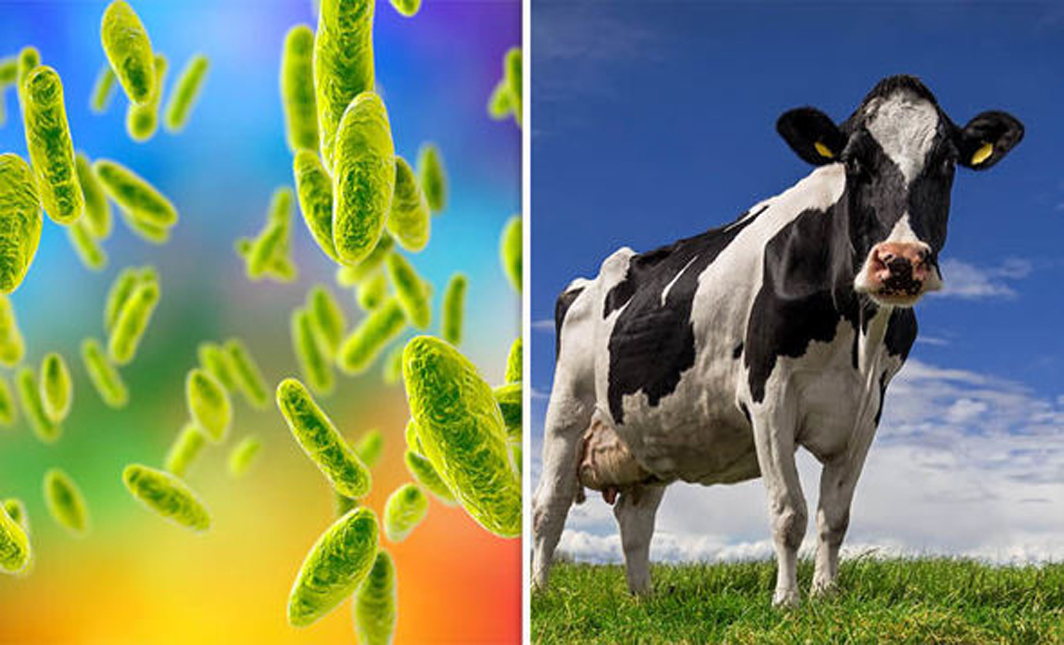 Гусева, стюардесса, порнографиялық сурет