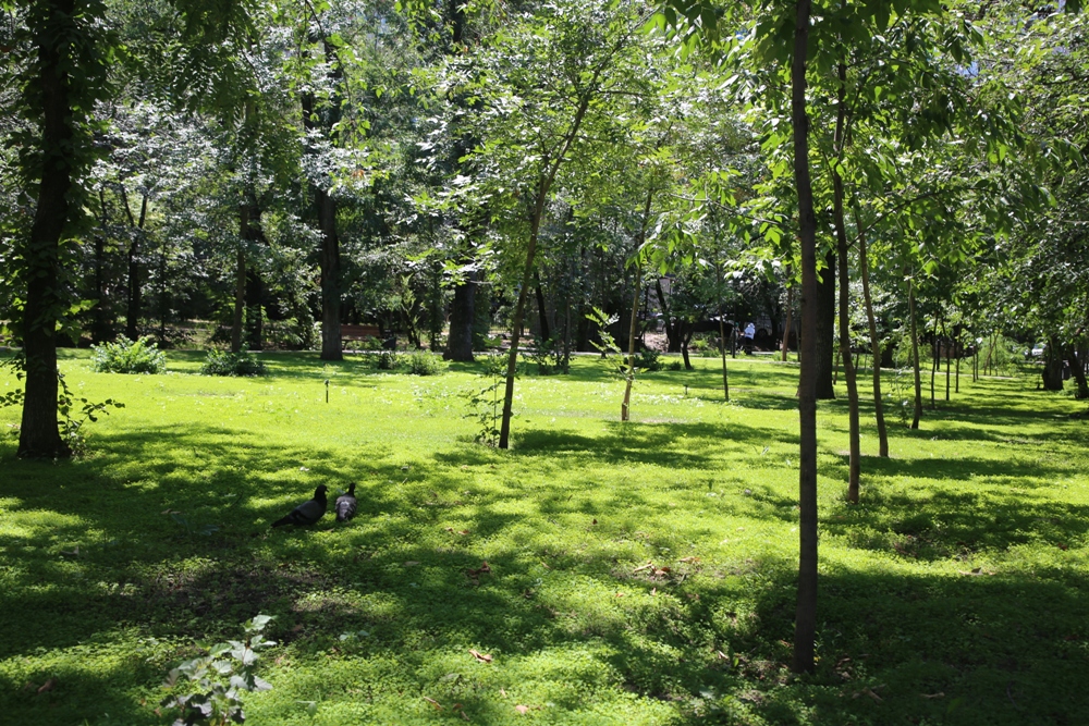 В Алматы стартует ежегодная акция «Зеленый двор»