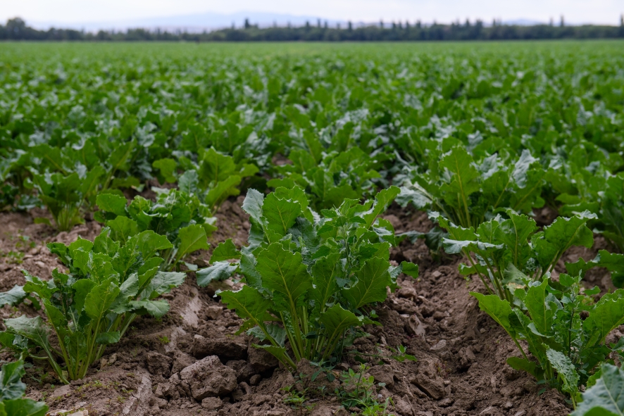 Sugar beet area to increase by 15 thousand hectares