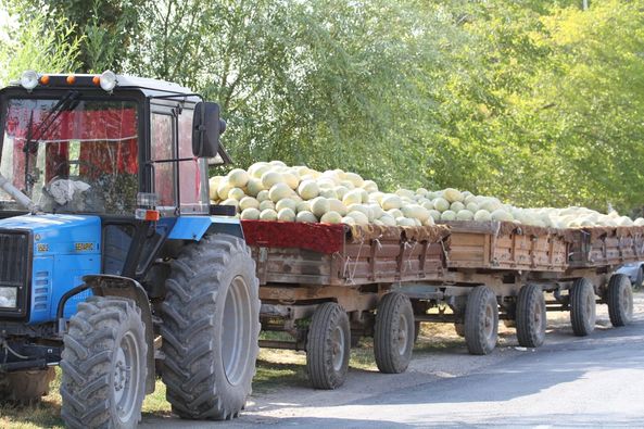 ТУРКЕСТАН: В МАКТААРАЛЕ ВЫРАЩЕНО ОКОЛО 200 ТЫСЯЧ ТОНН БАХЧЕВЫХ