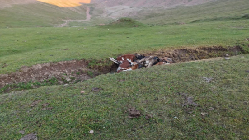 Информация по сложившейся ситуации на летнем пастбище «Ассы» Енбекшиказахского района Алматинской области