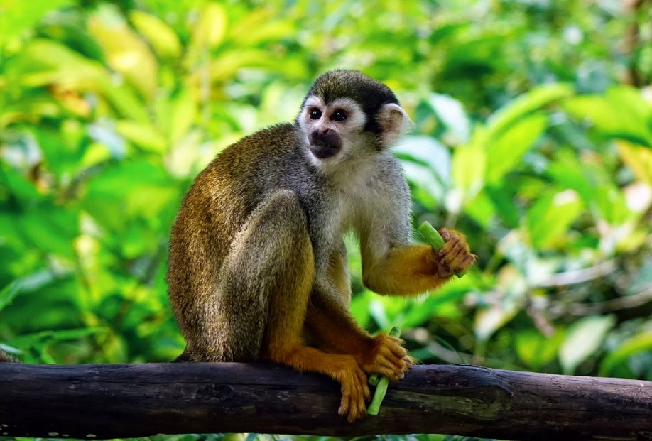 О текущей ситуации по оспе обезьян в мире