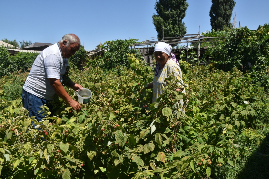 ТАҢҚУРАЙДАН ТҮСЕТІН ТАБЫС КӨП