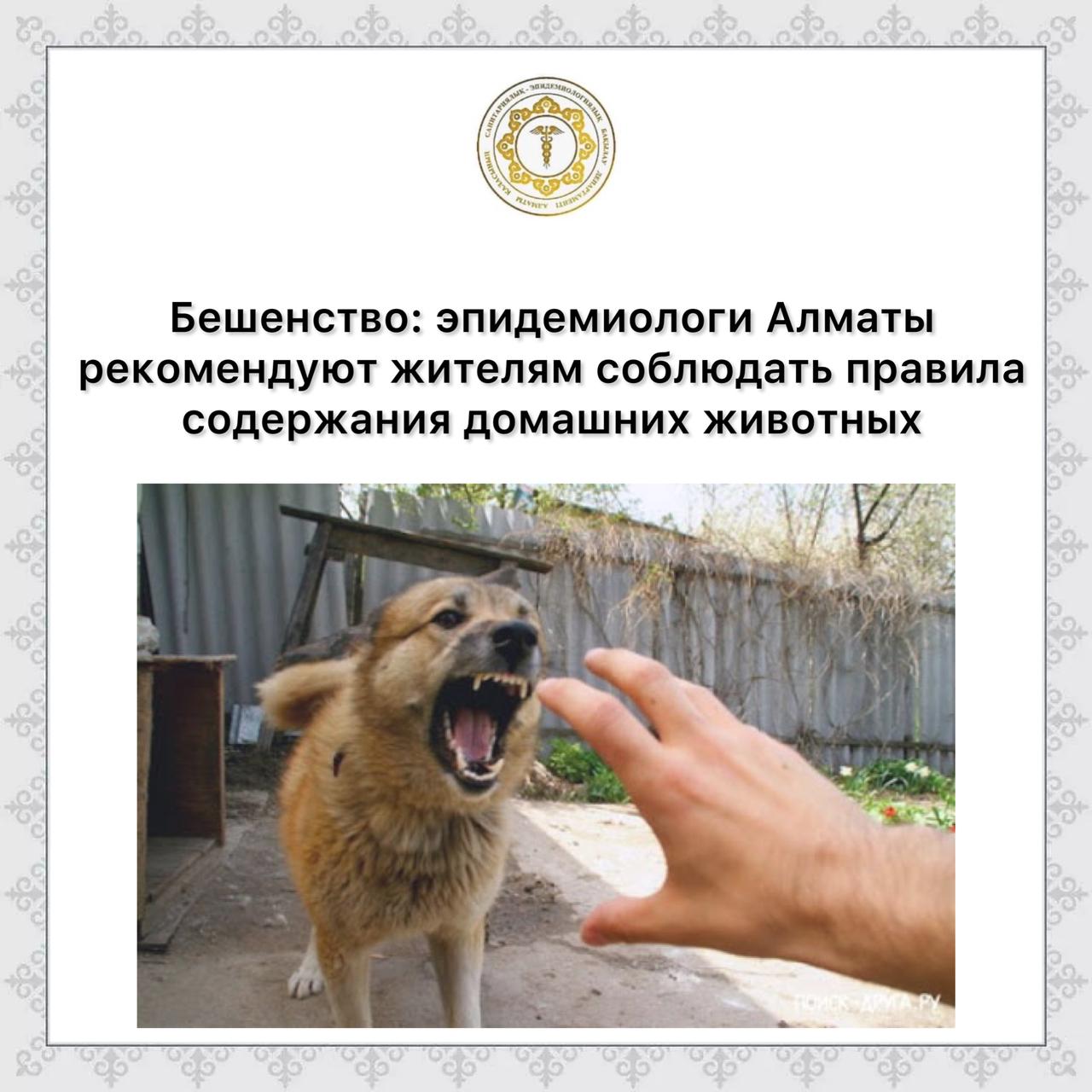 Бешенство: эпидемиологи  Алматы рекомендуют жителям соблюдать правила содержания домашних животных