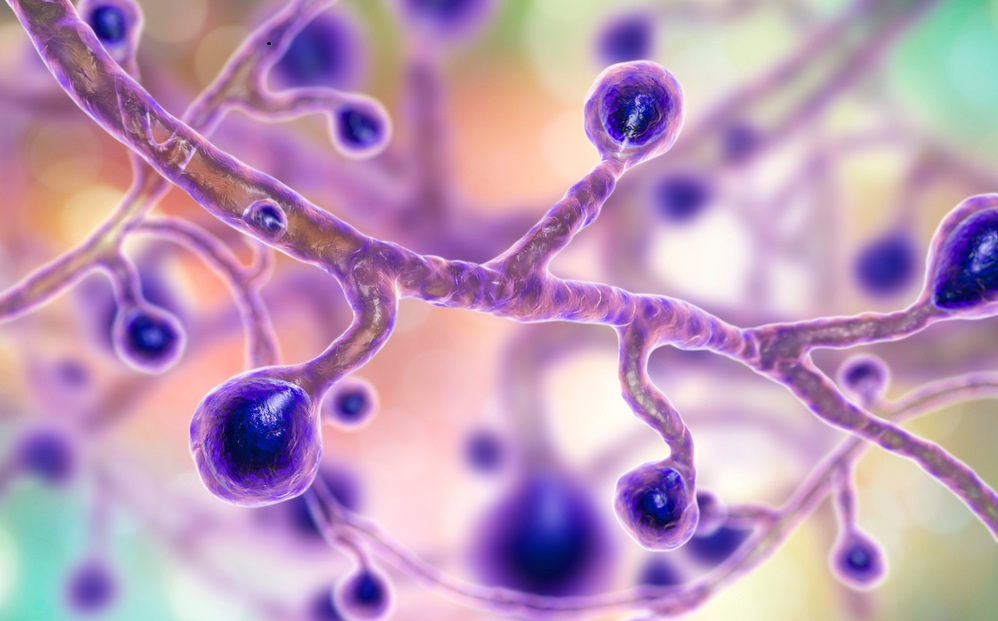 Cover image for Blastomycosis Treatment Market Size, Trends, and Growth Analysis 2025-2032