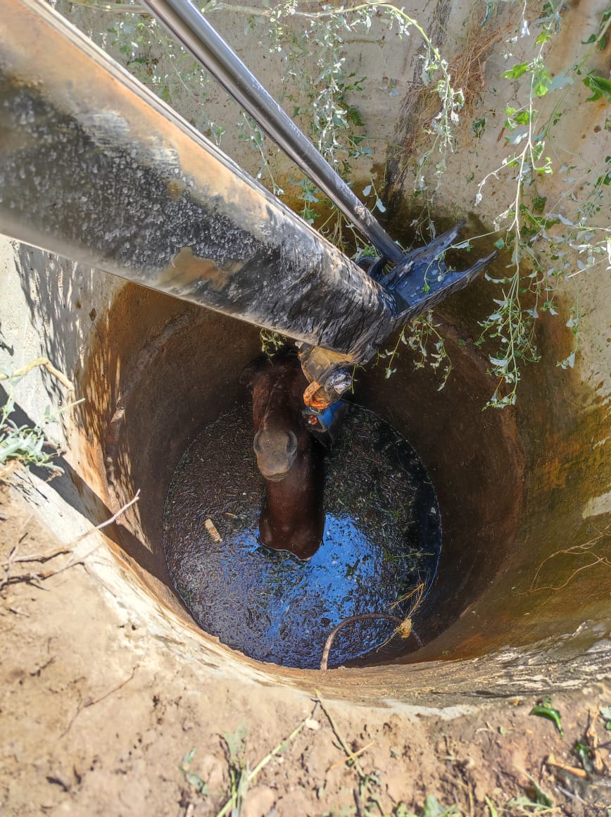 Спасатели Атырау вытащили из ямы упавшего коня