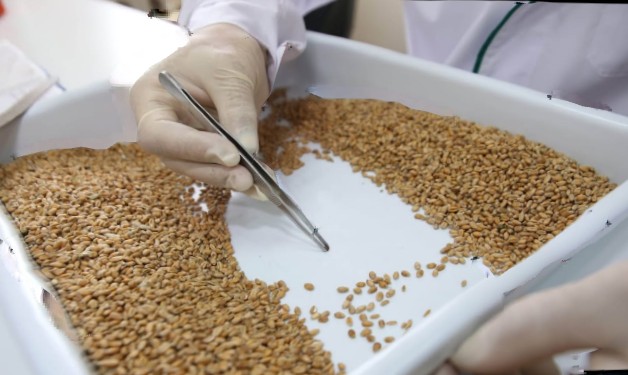 Проведена проверка хлебоприемных предприятий Костанайской области