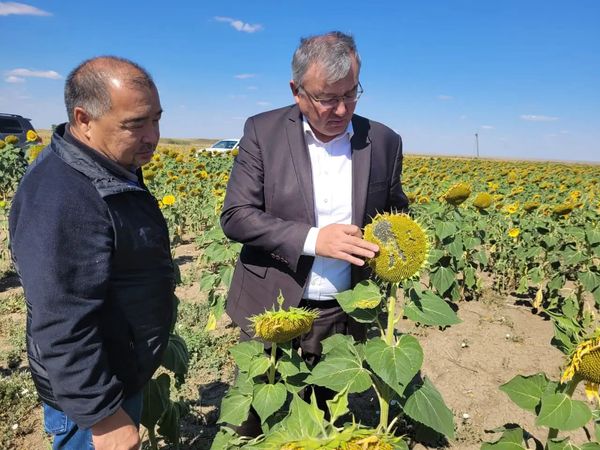 Аудан әкімі Е.Баяхметов Интернациональный ауылына жұмыс сапары аясында "Шыңғыс Хан" ЖШС алқаптарын аралап, егін жинау науқанына дайындық барысымен танысты