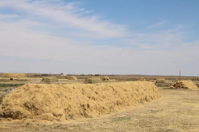 Массовую уборку урожая в Карагандинской области планируется начать 1 сентября