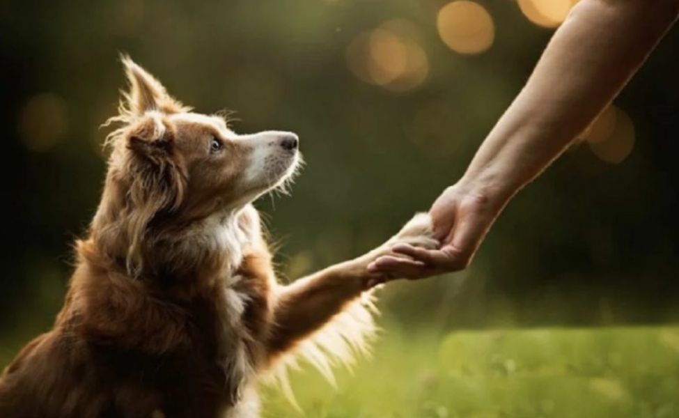 Төменнен қаралған жалаңаш қынаптардың фотосуреттері