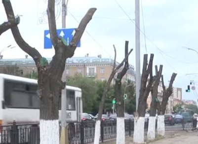 По факту варварской обрезки деревьев в Караганде определят наказание по закону