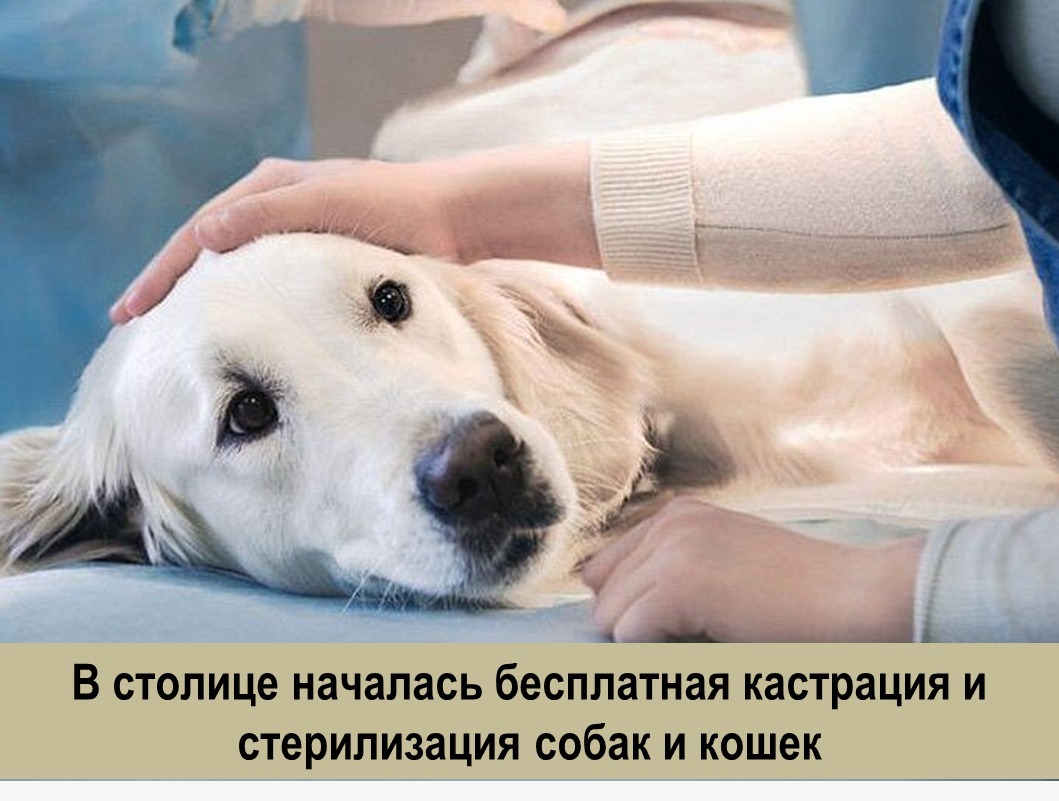 Собак и кошек начали бесплатно кастрировать, стерилизовать в столице