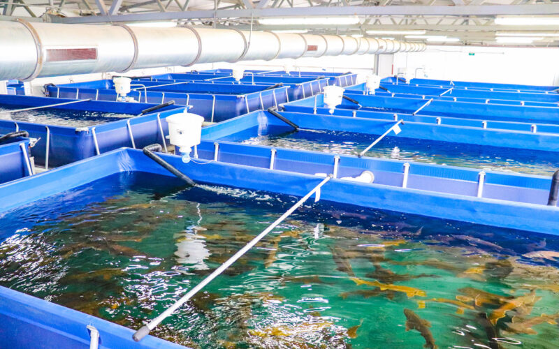 Африка тайпаларындағы жыныстық қатынас