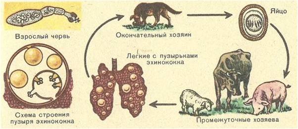 Эхинококкоз: белгілері, диагнозы, емі және алдын-алу.