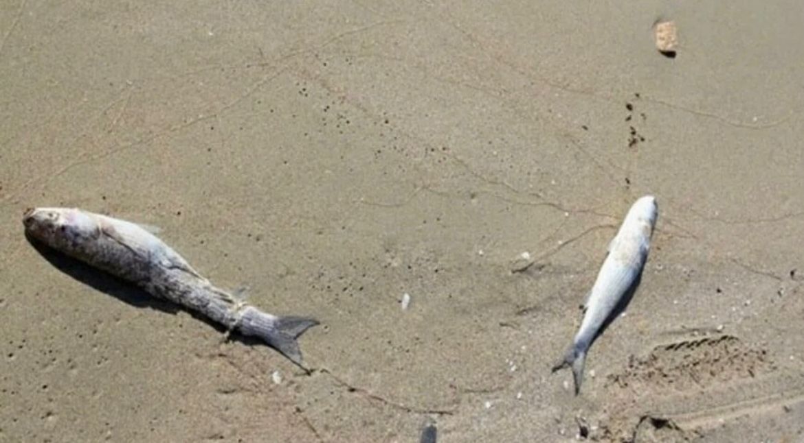 Информация о гибели рыбы на Каспийском море