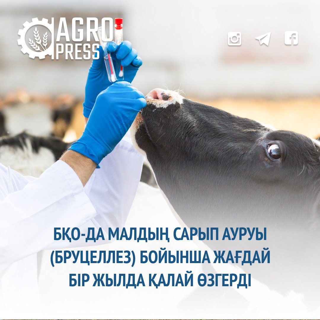 БҚО-да малдың сарып ауруы (бруцеллез) бойынша жағдай бір жылда қалай өзгерді
