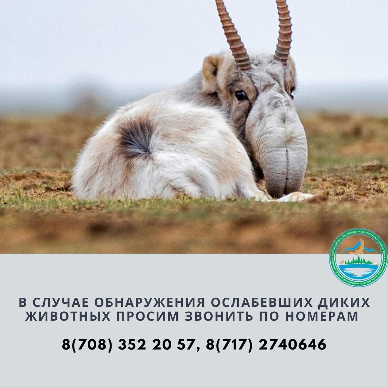 Что мы знаем о сайгаках?