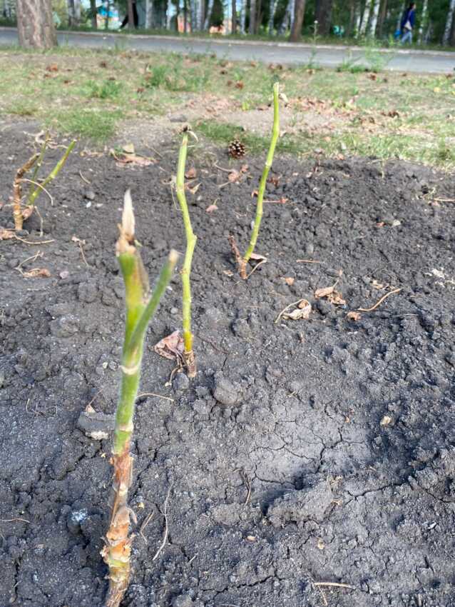 Жазда Қостанайда гүлзарлар қандай болады? Мемлекеттік сатып алу ережелеріне өзгерістер