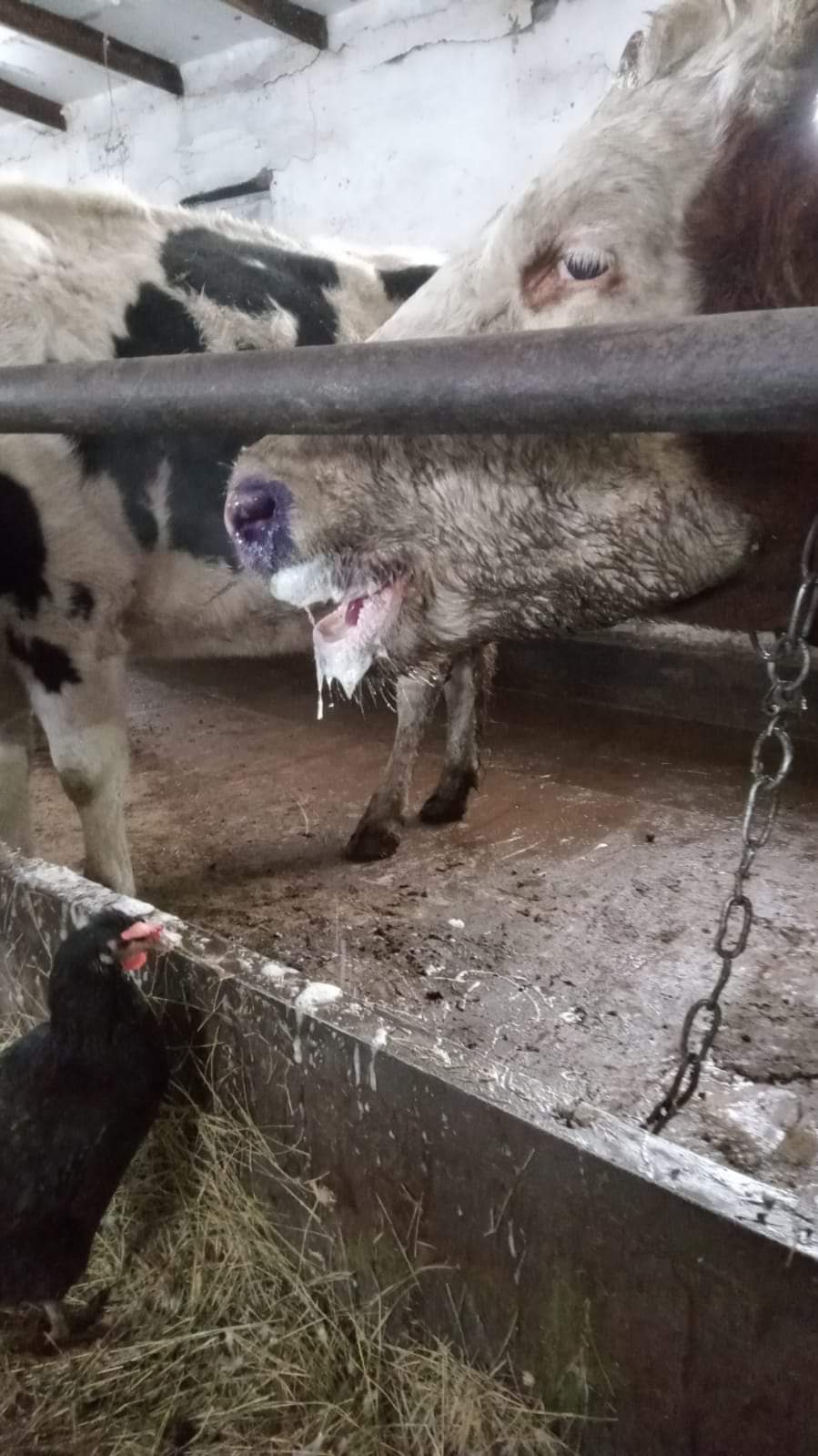 Установлен диагноз заболевания коров в  КХ «Саят» Актюбинской области