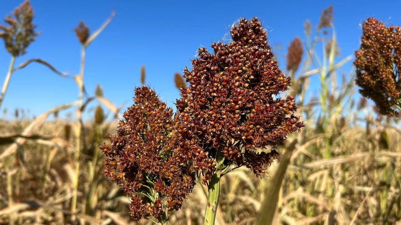 Боб шаш үлгісі бар қызбен порно Күйеуінің оргазмынан шыққан куннилингус