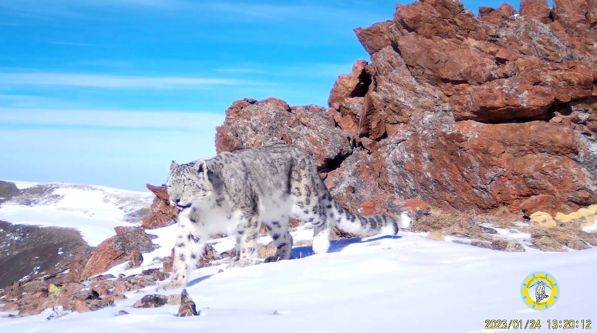 Snow leopards of the Almaty Nature Reserve