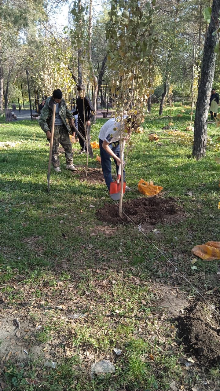 Алматыда күзгі ағаш отырғызу жұмыстары жүргізіліп жатыр