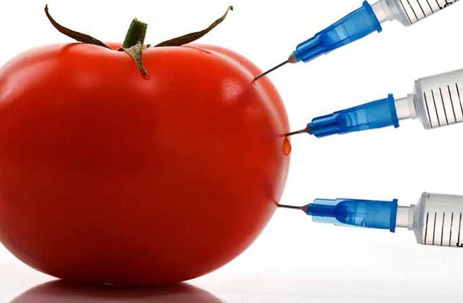 Польза и вред продуктов, содержащих ГМО