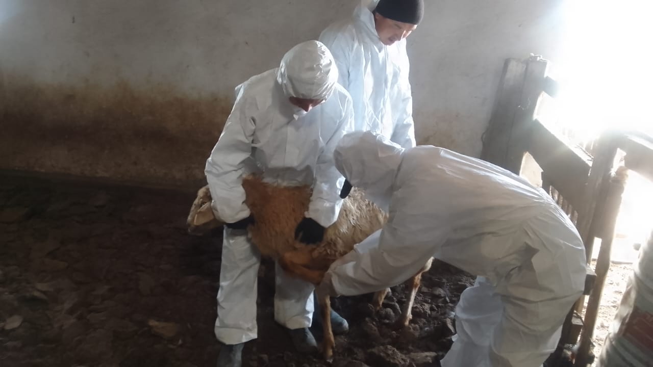 Проведено симуляционный тренинг по реагированию на вспышку катаральная лихорадка овец и коз