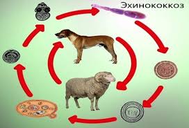 Порноға жақын