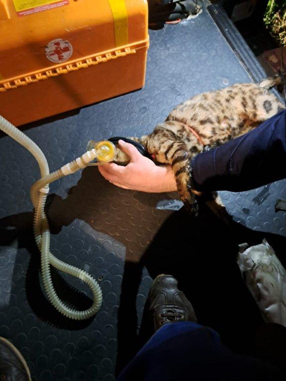 Врачи Центра Медицины катастроф спасли при пожаре бенгальских кошек