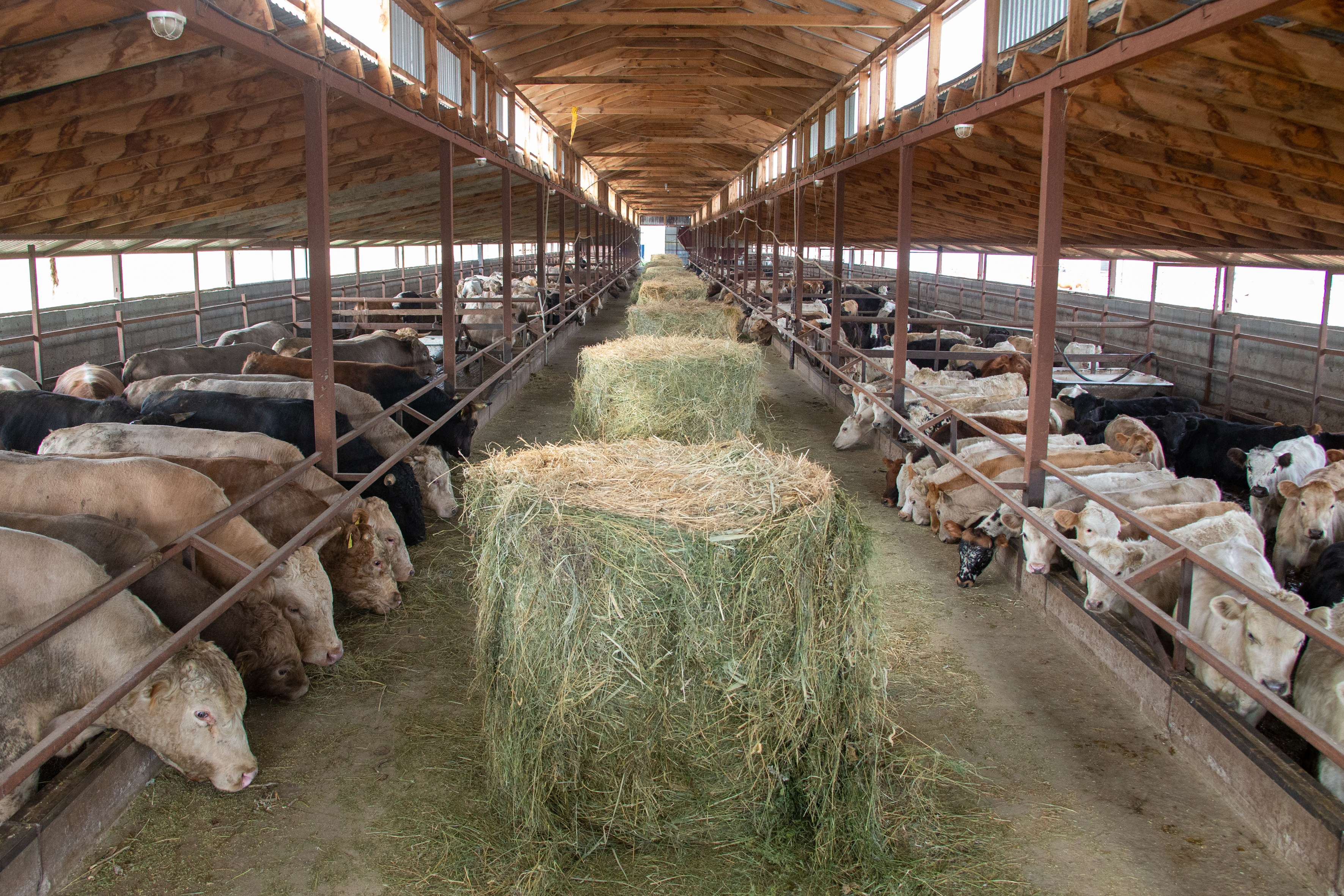 Жетісудың Ескелді ауданында мал саны 13% өсті