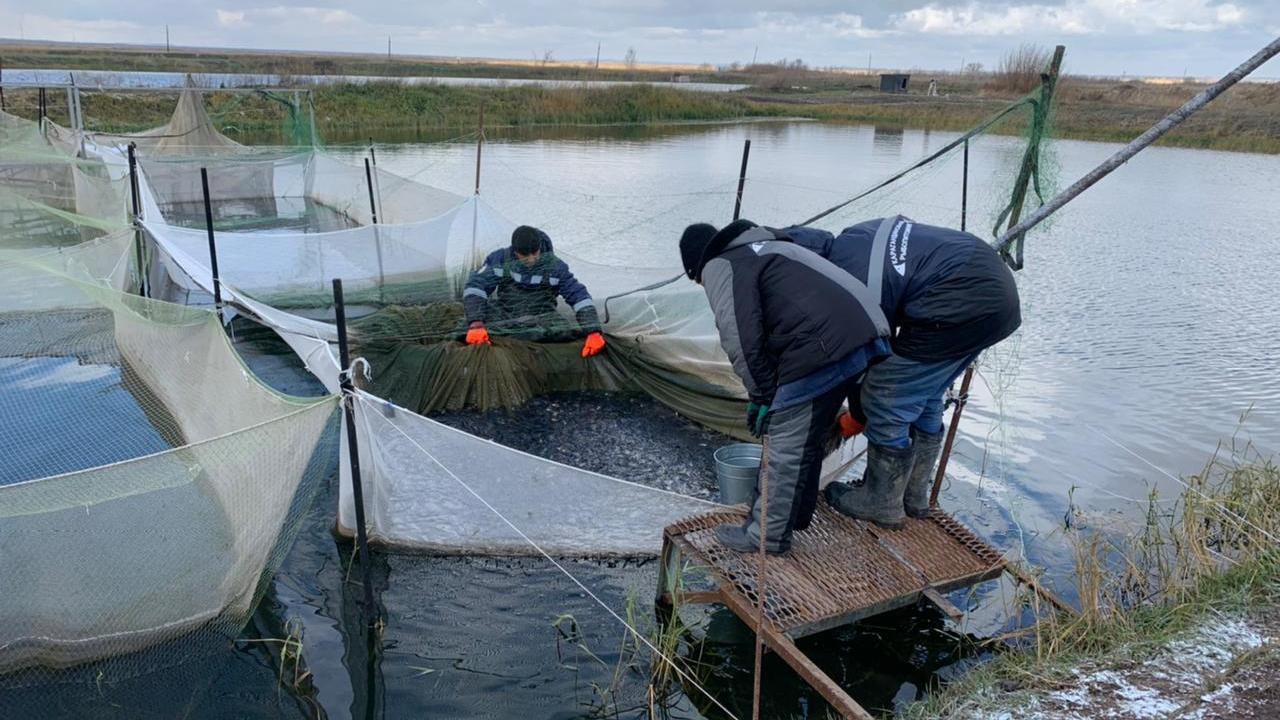 В реки и озёра Карагандинской области выпустили 90 тысяч молоди рыбы