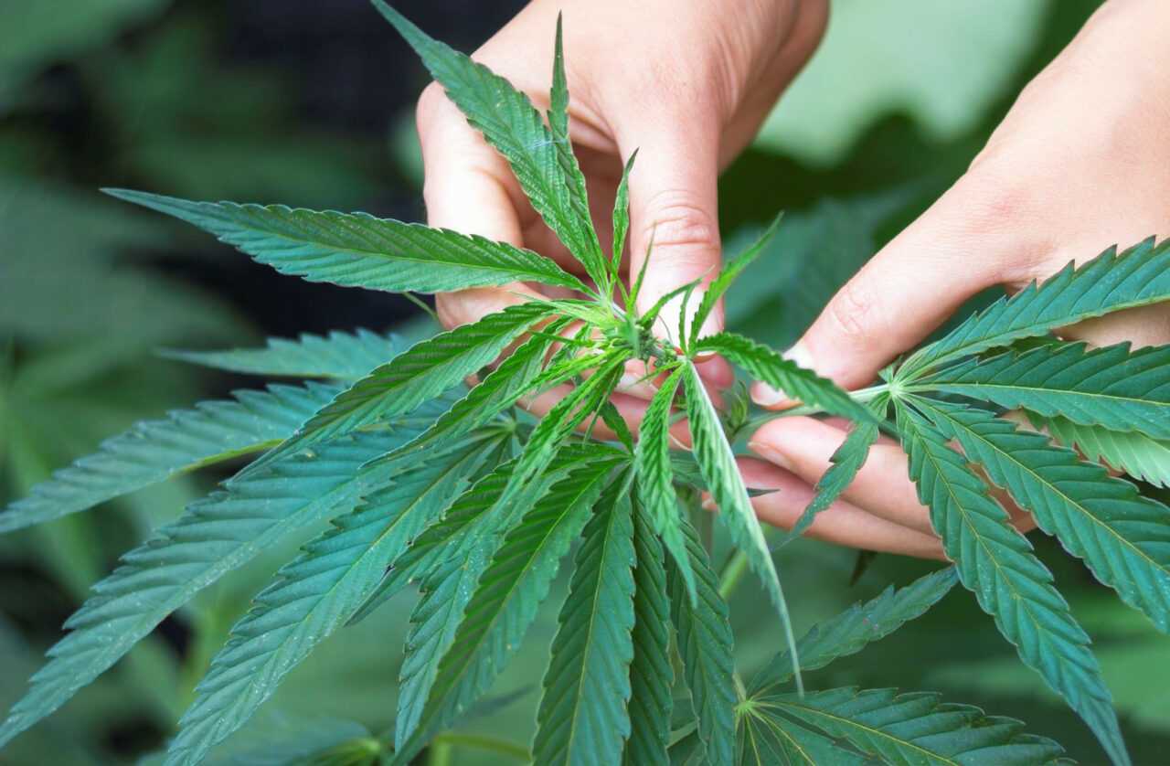 Жамбыл облысында прокурорлар жабайы қарасора өсетін нақты алаңдарды анықтау мәселесін шешті