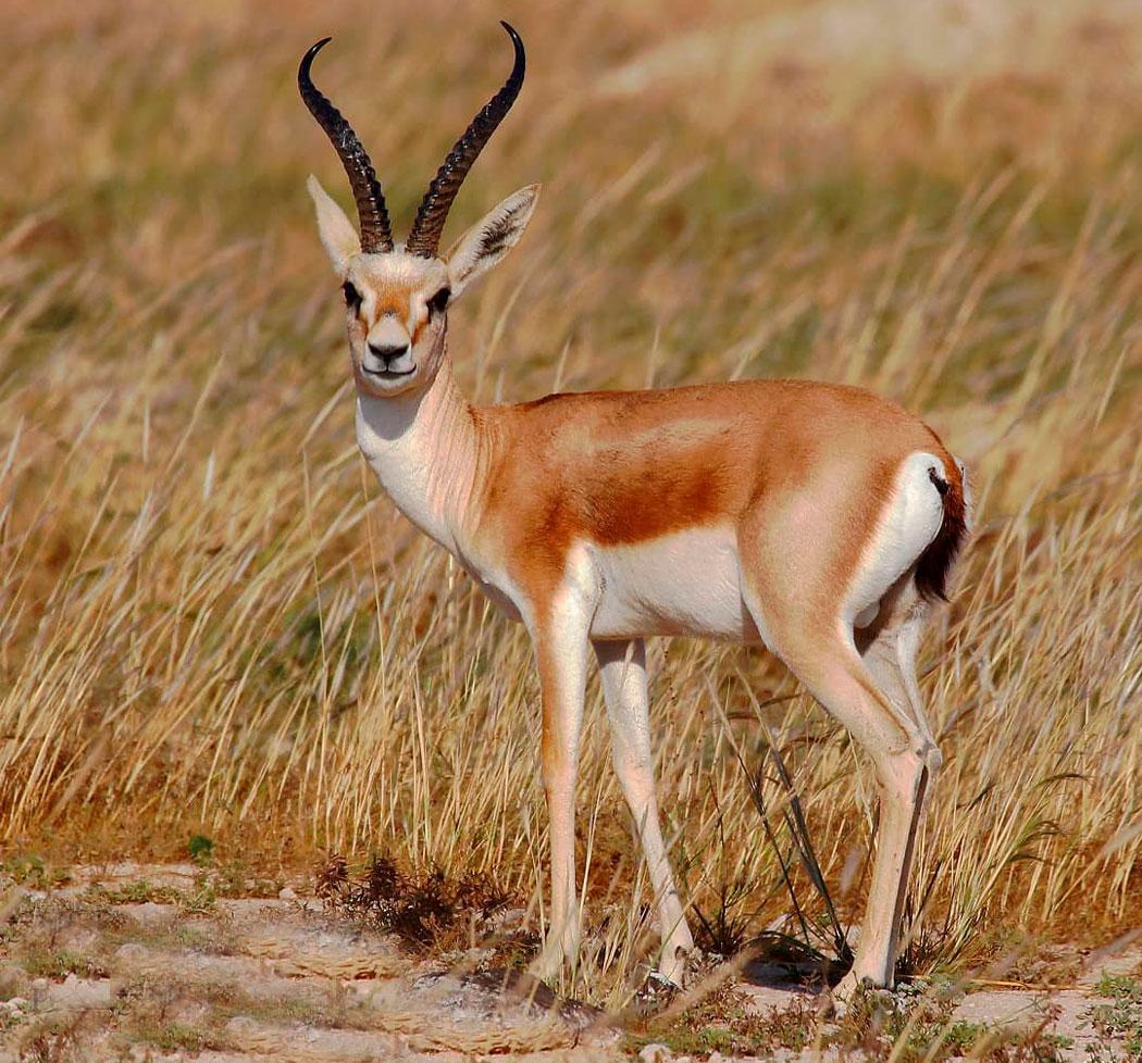 Poachers detained for shooting two red-book gazelles