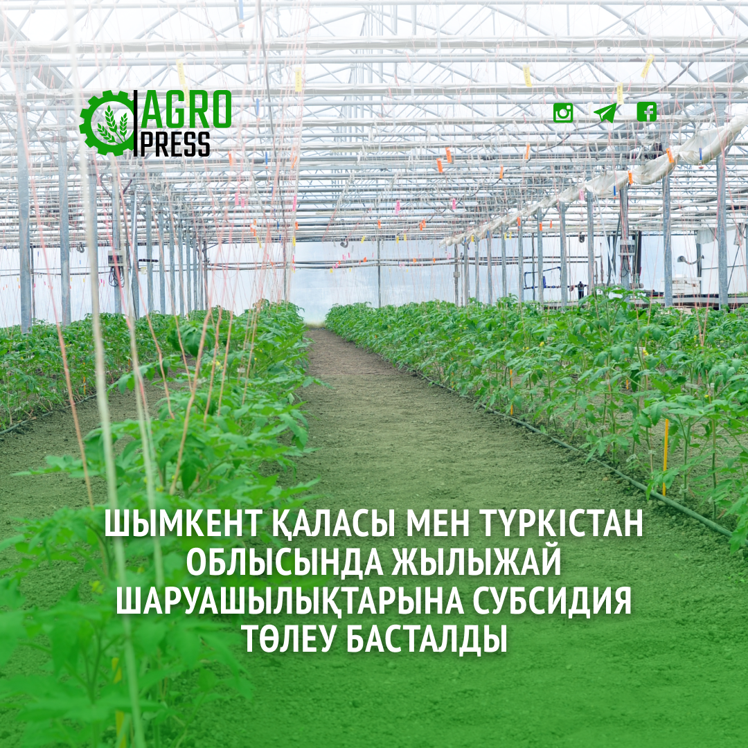 Шымкент қаласы мен Түркістан облысында жылыжай шаруашылықтарына субсидия төлеу басталды