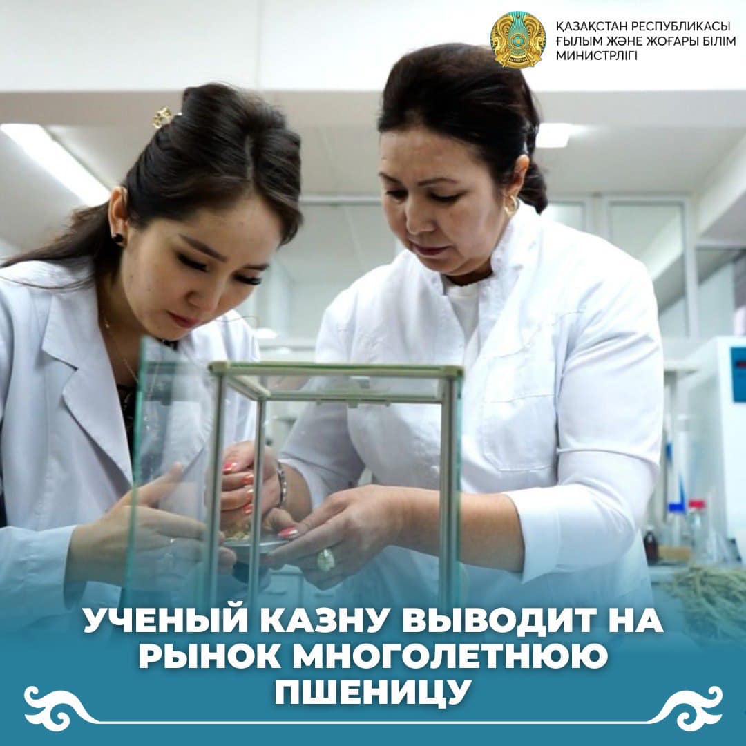 Ученый КазНУ выводит на рынок многолетнюю пшеницу