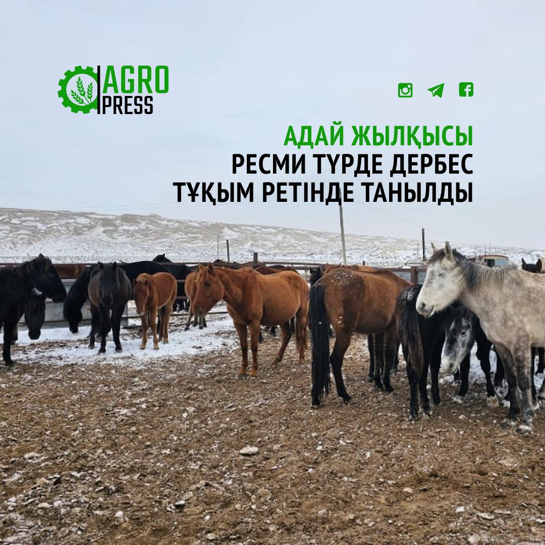 Адай жылқысы ресми түрде дербес тұқым ретінде танылды