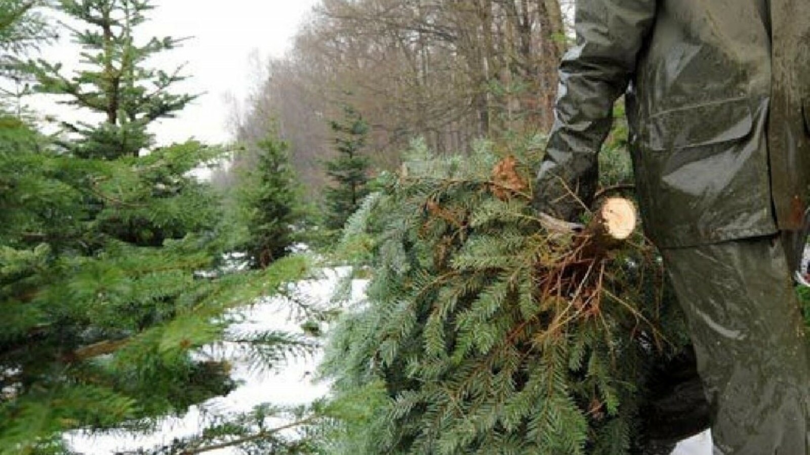 Охрану молодых хвойных деревьев усилили перед Новым годом в Карагандинской области