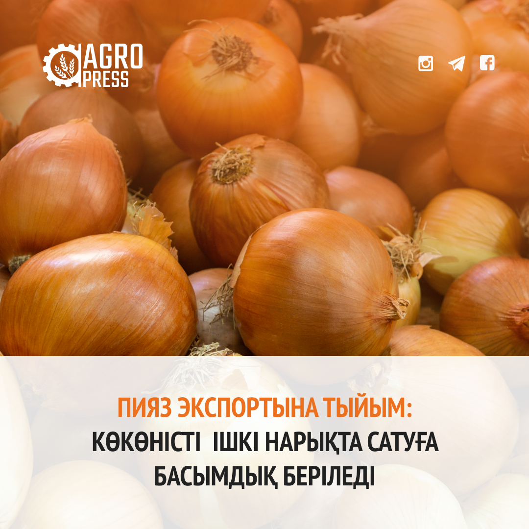 Пияз экспортына тыйым: Көкөністі  ішкі нарықта сатуға басымдық беріледі