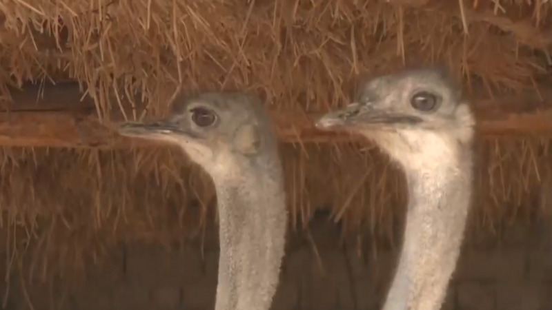 Қызылорда облысында алғаш рет африкалық түйеқұс шаруашылығы ашылмақ